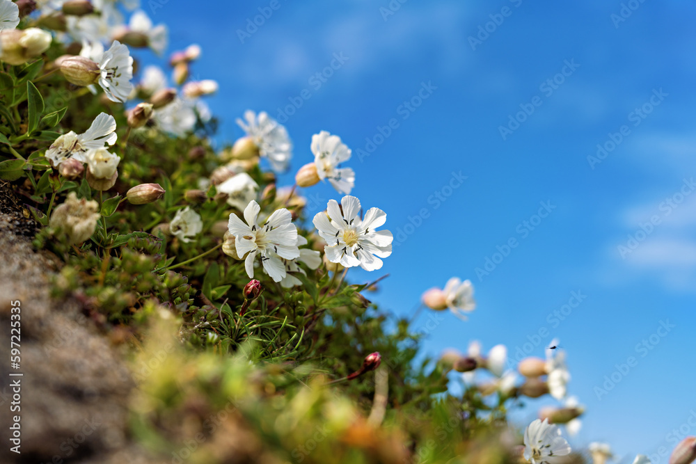 Fresh Blossoms of Springtime wild flower Beauty. Fresh Blossoms of Springtime wild flower Beauty.