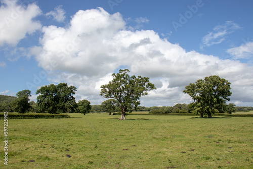 Two old oak trees in the English countryside.