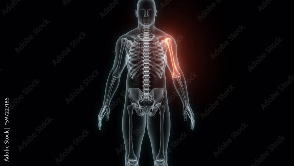 3D rendering of a medical animation of a Humerus. X-ray of a human Humerus. 3D rendering of a medical animation of a Humerus. X-ray of a human Humerus.