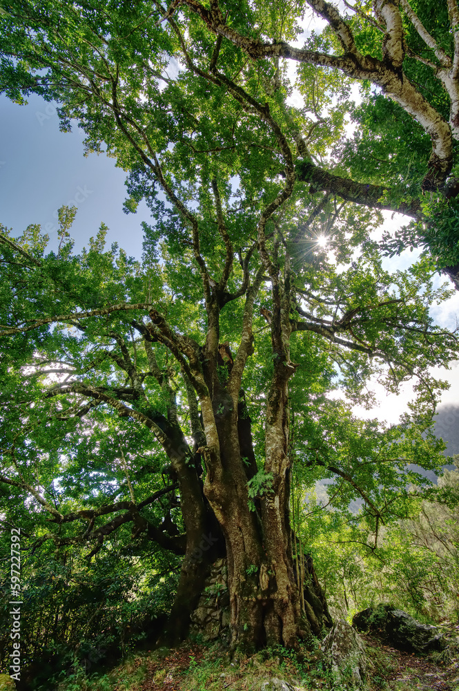 Portugal - Madeira - Stinklorbeerbaum Portugal - Madeira - Stinklorbeerbaum