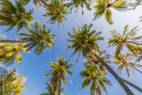 Palm tree against the blue sky