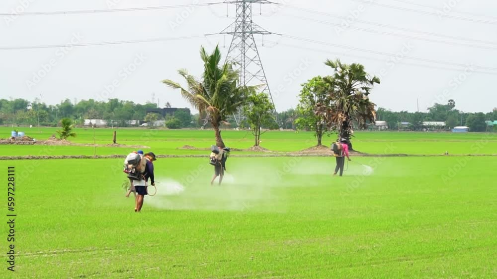 Thai farmer spray herbicides Farmers spray insecticides in rice fields. Thai farmer spray herbicides Farmers spray insecticides in rice fields.