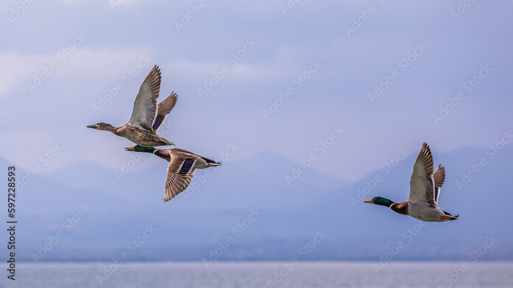 Fototapeta premium Stockenten im Flug