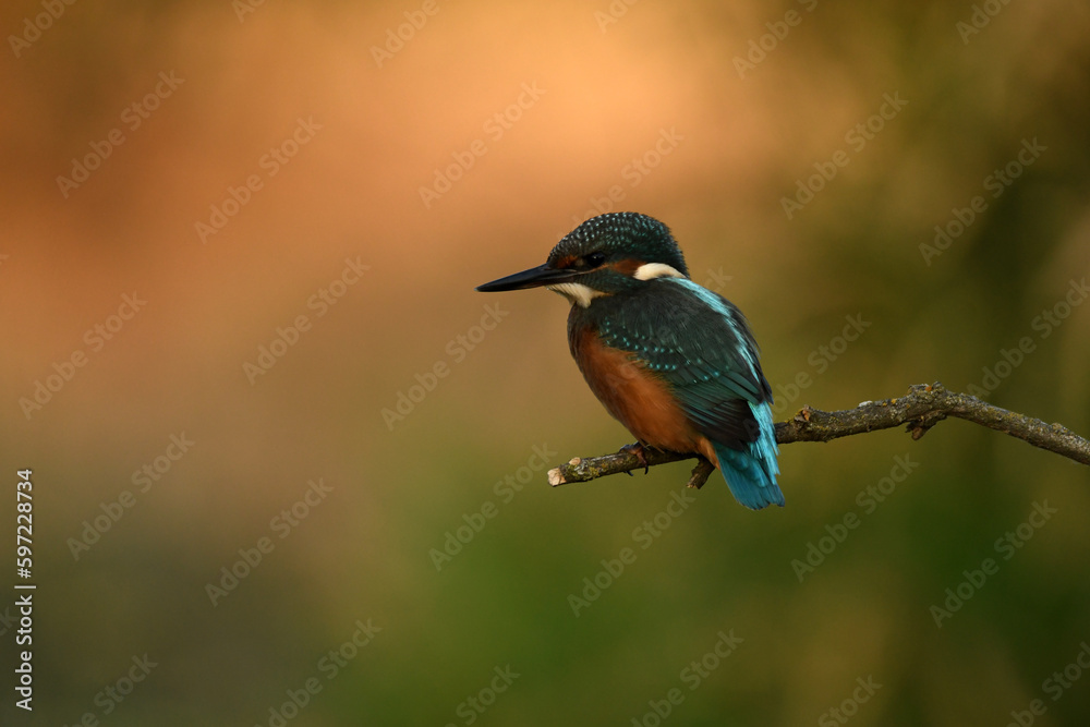 Fototapeta premium martin pescador en el rio adaja en avila