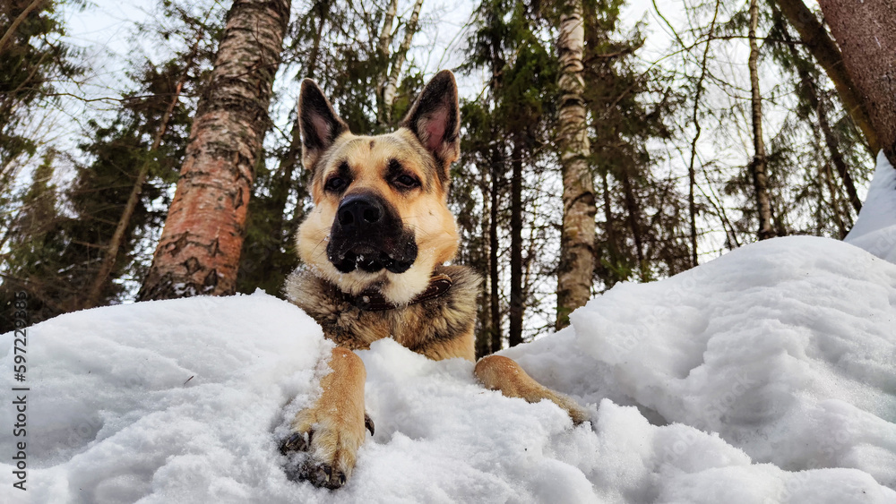 Dog German Shepherd in a winter day and white snow arround. Waiting eastern European dog veo in cold weather