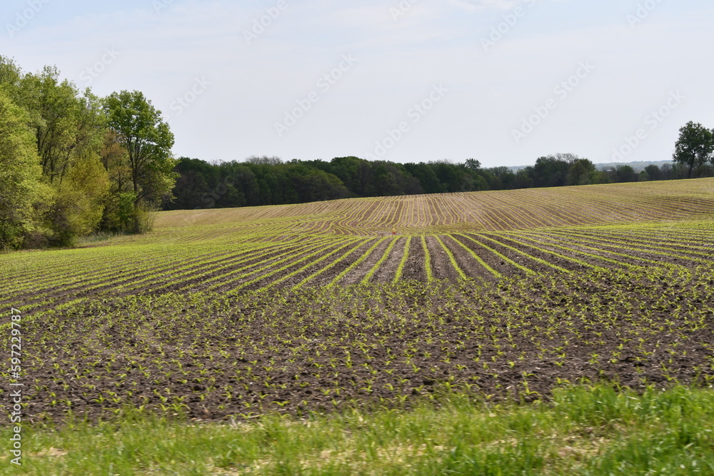 Plants in a Cultivated Farm Field