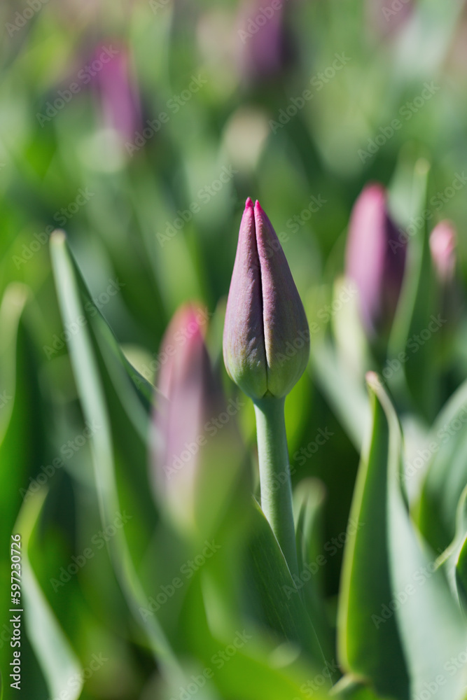 Fototapeta premium Spring background with blooming tulip field. Beautiful blossom purple tulips flowers field