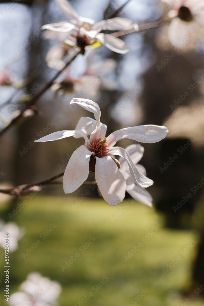 Close-up of blooming pink Japanese magnolia flowers (Magnolia kobus) Close-up of blooming pink Japanese magnolia flowers (Magnolia kobus)