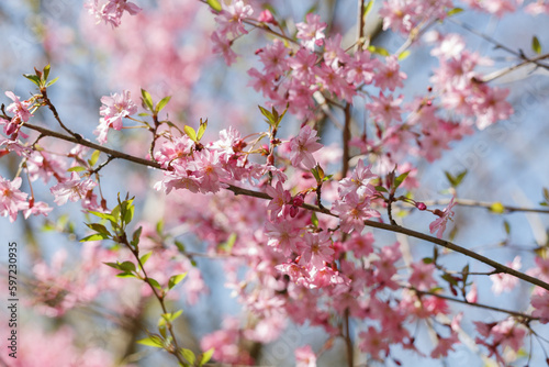  Close-up of pink cherry 'Fukubana' blooming flowers (Prunus subhirtella)