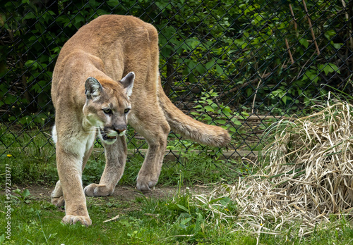 Cougar in a natural setting at a zoo in Tennessee.