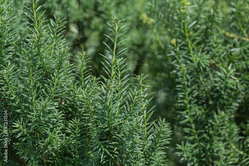 Fresh rosemary herbs growing outdoors. Agriculture and gardening concepts
