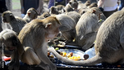 The monkeys enjoy eating local fruits ,vegetables, salad, eggs, dessert which bring people to thank in Monkey party Phra  Phrang Sam Yod temple, Lopburi city in Thailand. photo