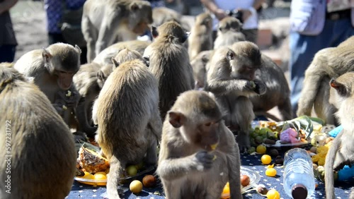 The monkeys enjoy eating local fruits ,vegetables, salad, eggs, dessert which bring people to thank in Monkey party Phra  Phrang Sam Yod temple, Lopburi city in Thailand.