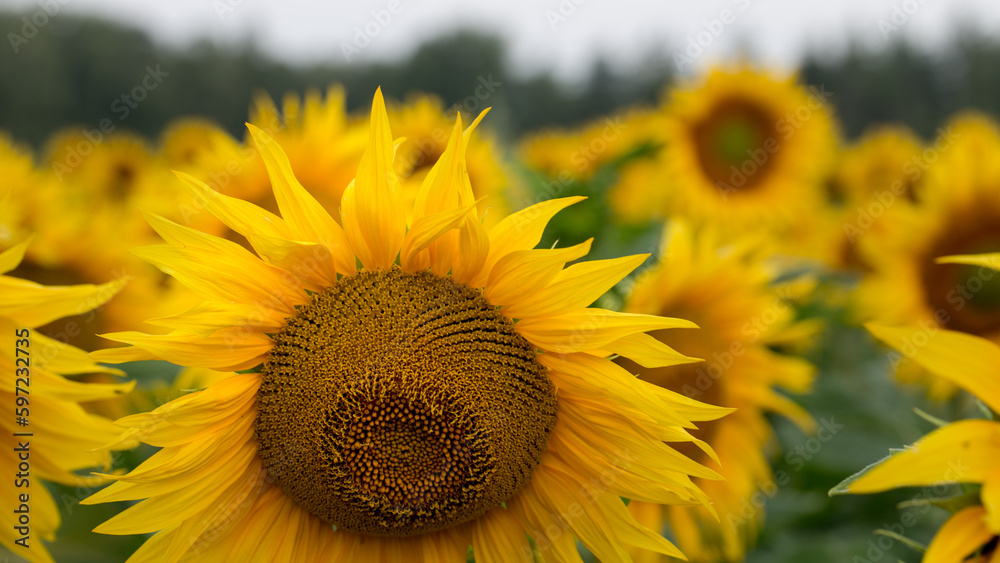 Fototapeta premium Sunflower close up, early morning in summer