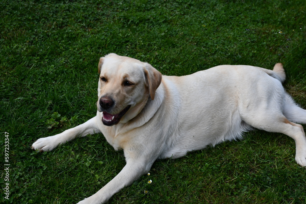 golden retriever dog