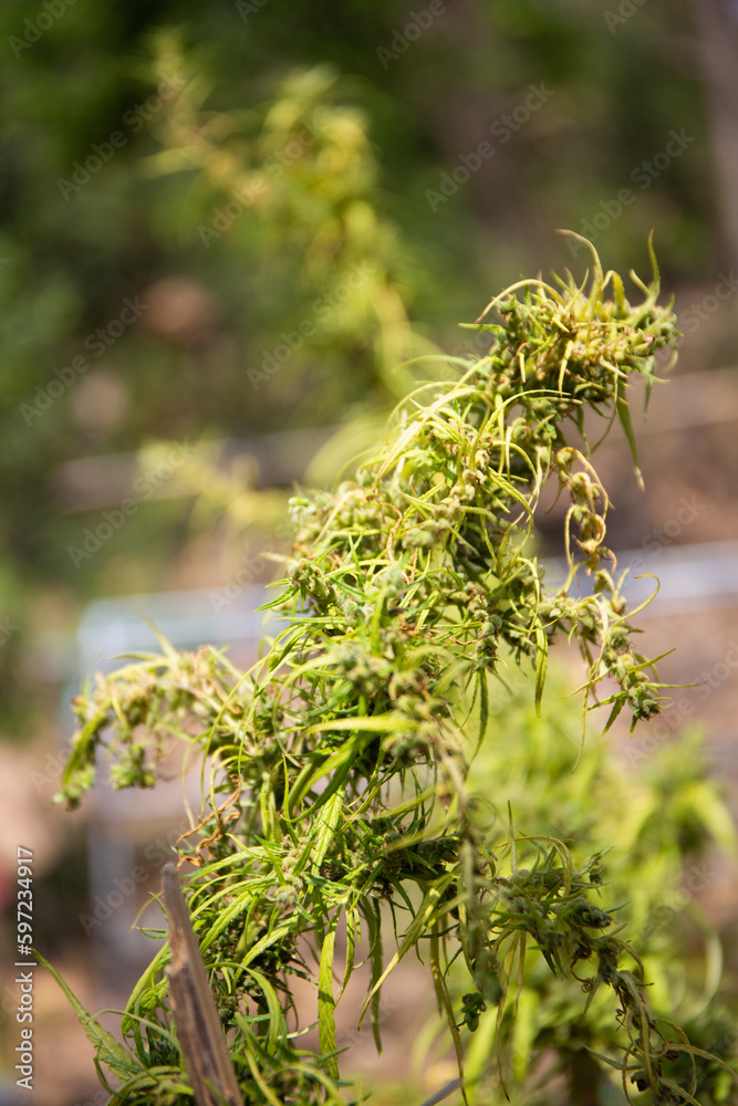 Marijuana refers to the dried leaves, flowers, stems, and seeds from the hemp plant Marijuana refers to the dried leaves, flowers, stems, and seeds from the hemp plant