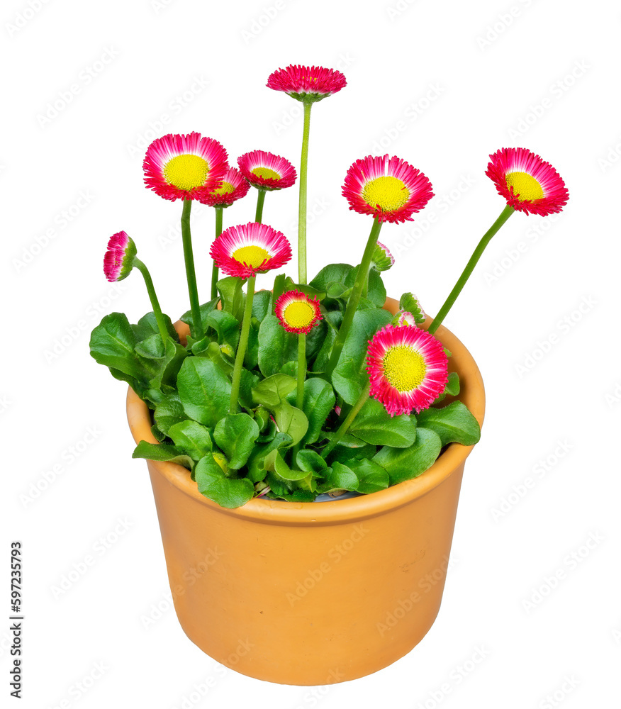 Isolated blooming bellis flowers in a flower pot