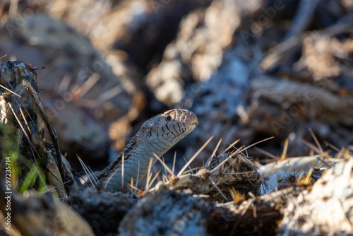 Sonoran gopher snake, Pituophis catenifer, hunting for packrats on prickly pear cacti with large thorns. A large snake in the Sonoran Desert with yellow and orange coloration. Tucson, Arizona, USA.