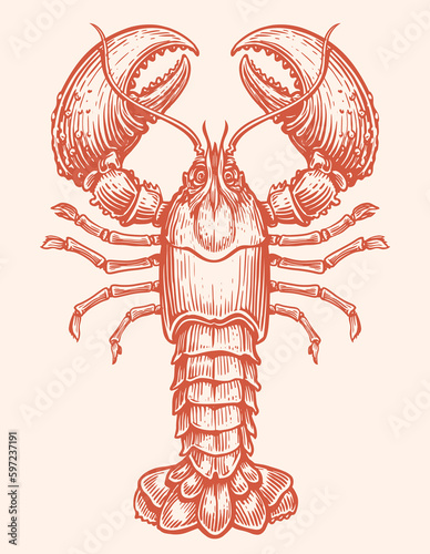 Crayfish, seafood vector. Crustacean aquatic animal, lobster in vintage engraving style. Sketch illustration