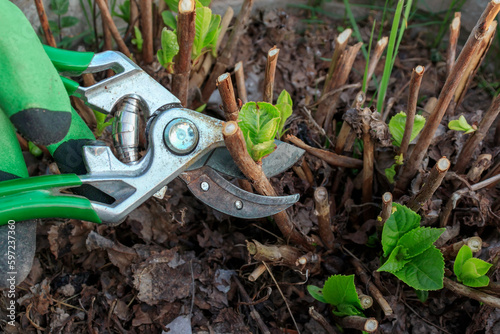 Spring pruning with hand pruning shears of a tree hydrangea bush in the garden.