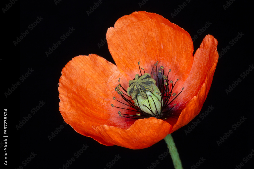 beautiful red poppy flower isolated on black beautiful red poppy flower isolated on black