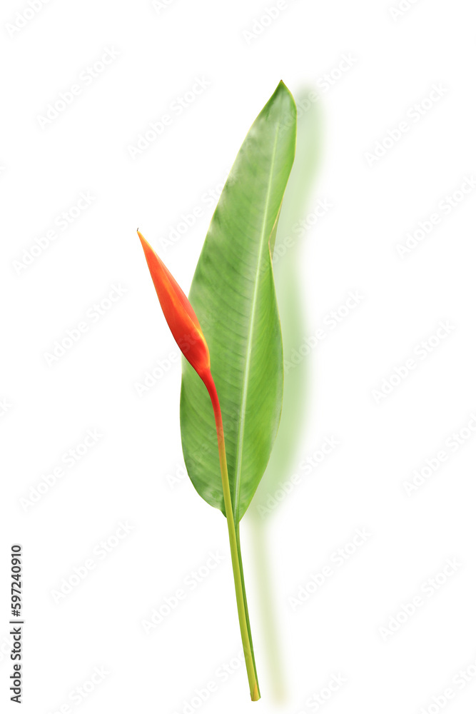 Obraz premium Colorful flowers and tropical leaves on white background with clipping path.