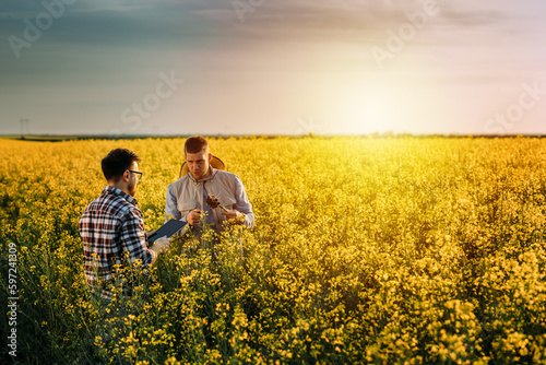Two farmer are talking about the quality of the root of the oilseed rape plant in the field