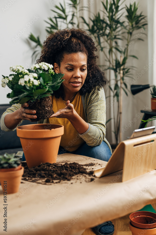 A multiracial woman if recording a video about how to replant a houseplant. A multiracial woman if recording a video about how to replant a houseplant.