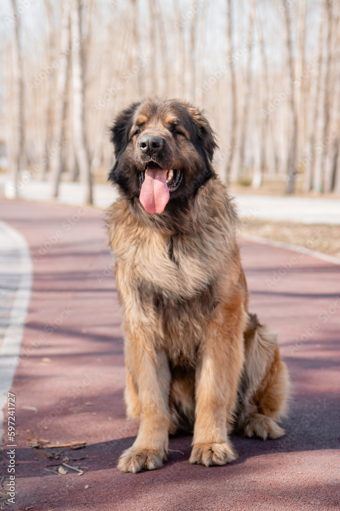 Portrait of a purebred dog breed Leonberger on the background of a spring park. Portrait of a purebred dog breed Leonberger on the background of a spring park.