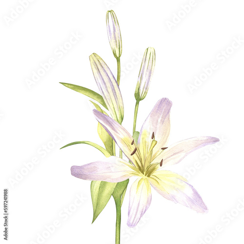 White lilies. Watercolor illustrations of delicate white flowers. Clipart for design save the date  wedding invitations  stickers  banners  blog decor  greeting cards.