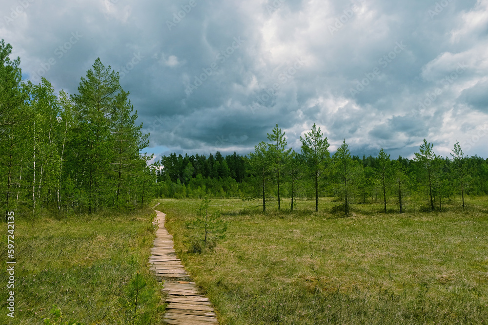 old wooden ecological hiking trail, Trekking route in forest nature reserve. Wooden walkway, forest pine trees, riding swamp. travel outdoor, ecotourism, relax, recreation concept. template for design