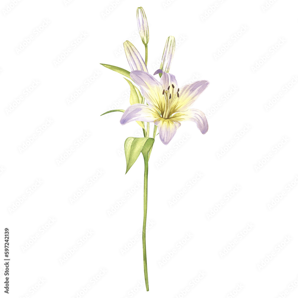 White lilies. Watercolor illustrations of delicate white flowers. Clipart for design save the date, wedding invitations, stickers, banners, blog decor, greeting cards.