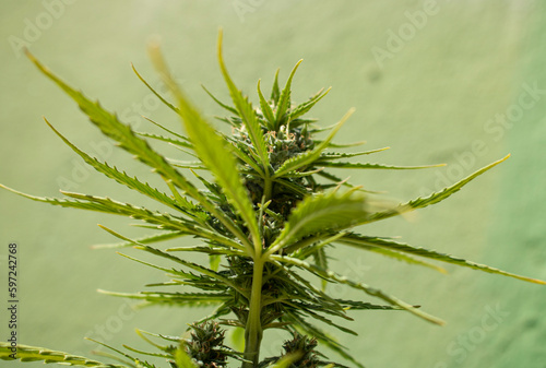 Marijuana plant about to harvest giving it the wind outdoors
