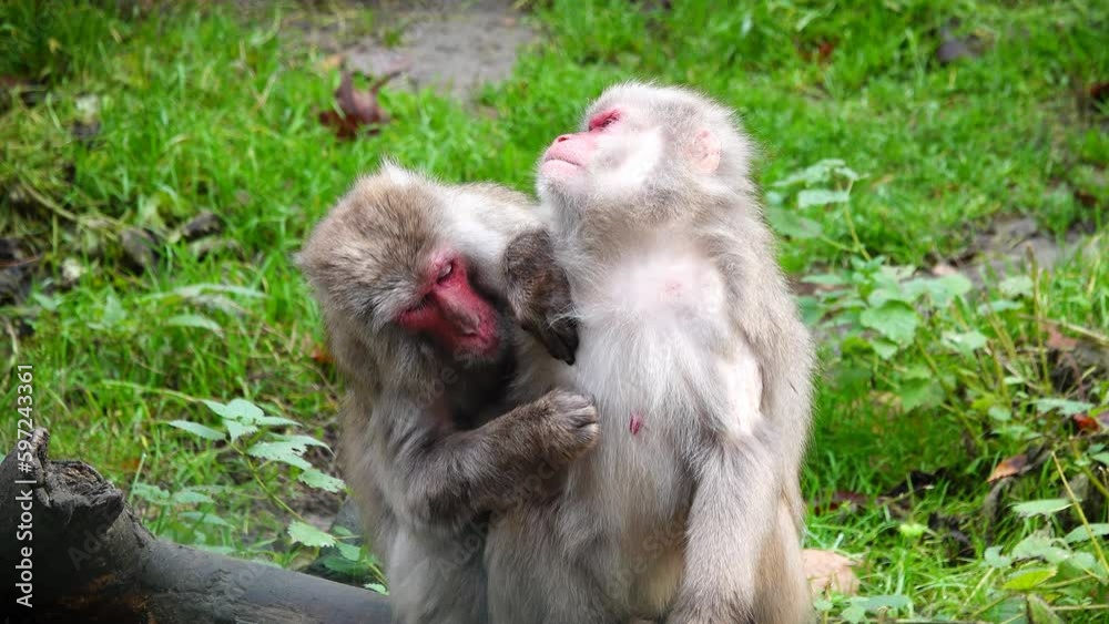 male japanese macaque (macaca fuscata) looking for fleas from a female. slow motion male japanese macaque (macaca fuscata) looking for fleas from a female. slow motion