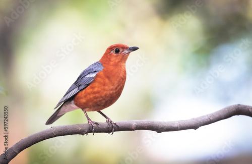 orange-headed thrush is a bird in the thrush family. It is common in well-wooded areas of the Indian Subcontinent and Southeast Asia.  © Tareq