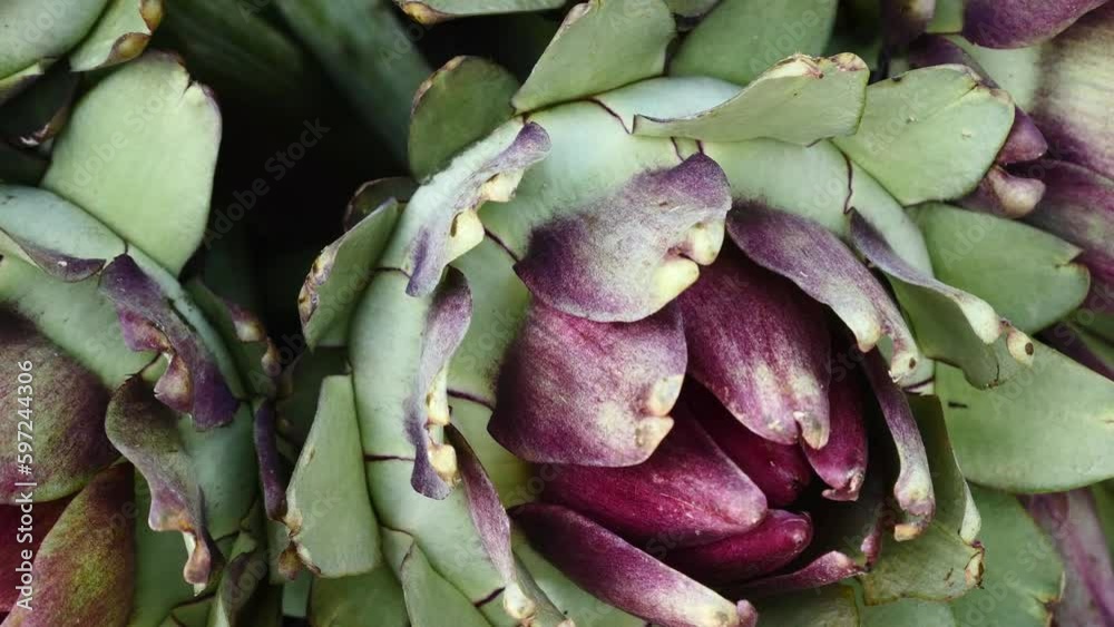 An artichoke is a plant up to one meter high, from the composite family, with striated stems, pennate leaves and large floral chapters, alcachofra

