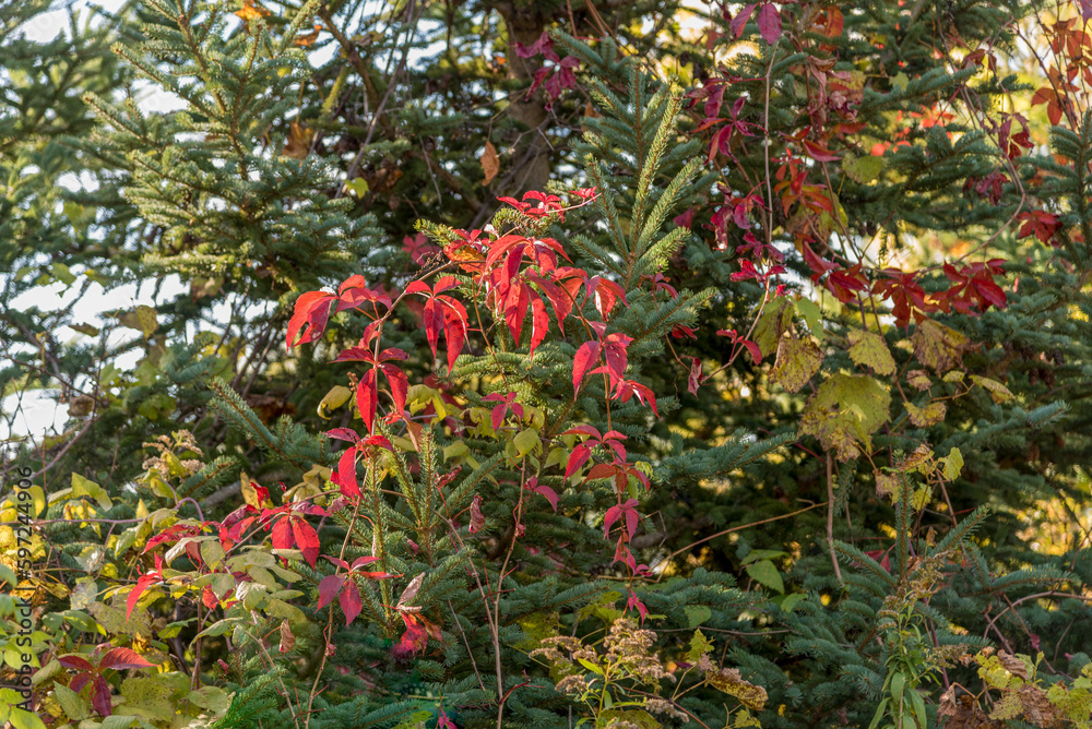 Red Virginia Creeper And Wild Grapevines Entwined In An Evergreen Tree In Fall