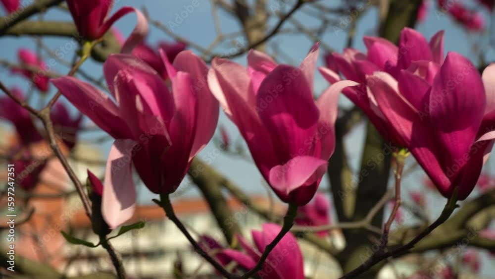Magnolia flowers blooming close up. Deciduous tree blossoms purple pink buds in spring time. Tender petals in sunlight sway in wind on blue sky background. Named after french botanist Pierre Magnol. Magnolia flowers blooming close up. Deciduous tree blossoms purple pink buds in spring time. Tender petals in sunlight sway in wind on blue sky background. Named after french botanist Pierre Magnol.