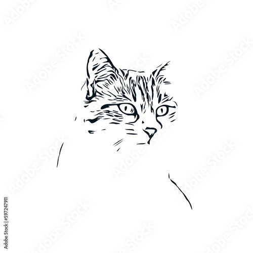 black and white sketch of a cat with a transparent background
