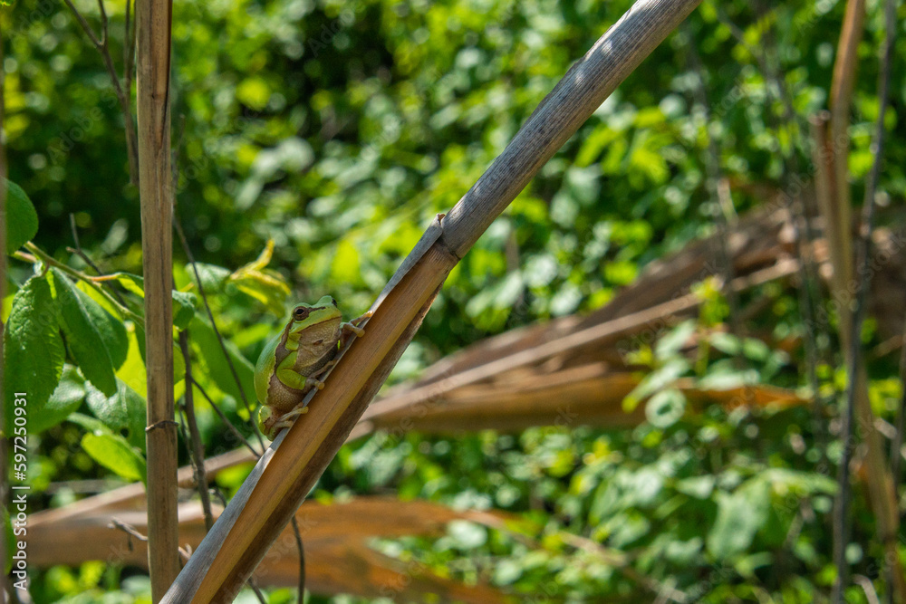 reptile eastern tree frog sits on a reed stalk on a sunny spring day reptile eastern tree frog sits on a reed stalk on a sunny spring day