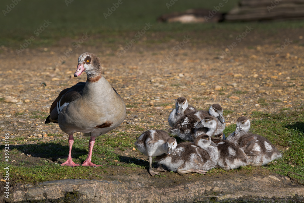 Egyptian goose keeping a watchful eye on her brood Egyptian goose keeping a watchful eye on her brood