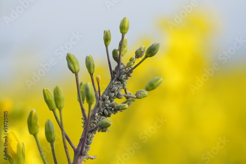 Rapeseed aphid, brevicoryne brassicae, mealy cabbage aphid linnaeus masses of pests on the oilseed rape plant macro close up photo in the nature