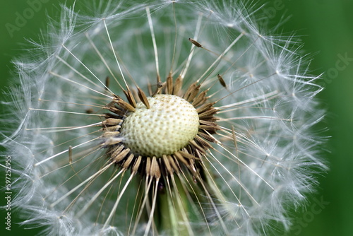 Nahaufnahme einer Pusteblume