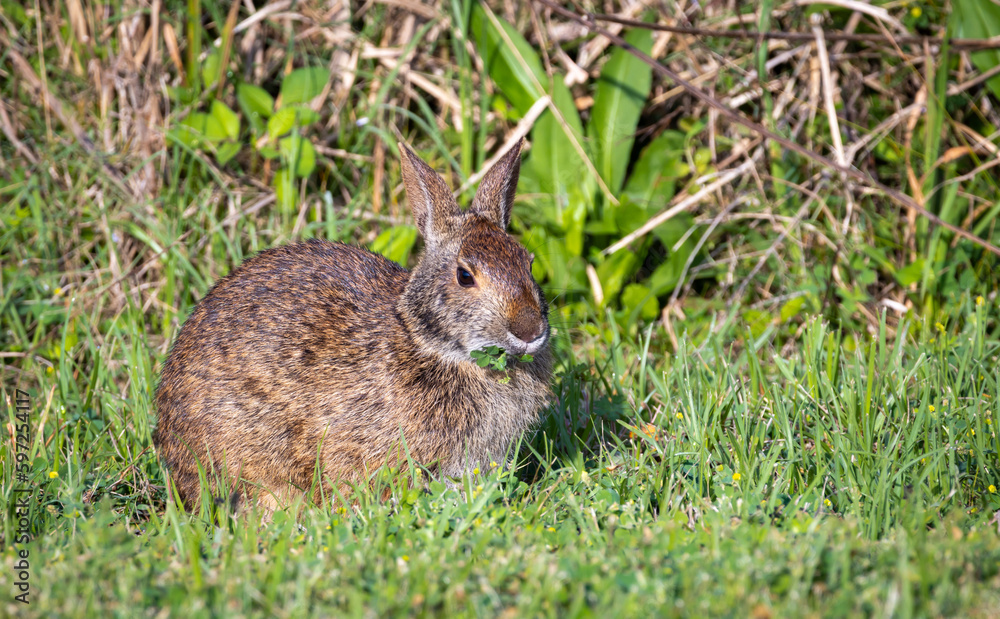 Wild Hare feeding in the morning wet grass at sweetwater wildlife park in Gainesville Florida. Wild Hare feeding in the morning wet grass at sweetwater wildlife park in Gainesville Florida.