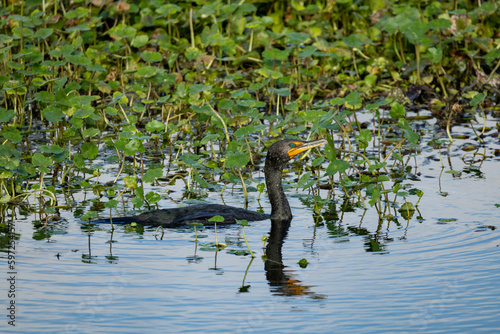 Cormorants at sweetwater wetland park in Gainesville Florida.  photo