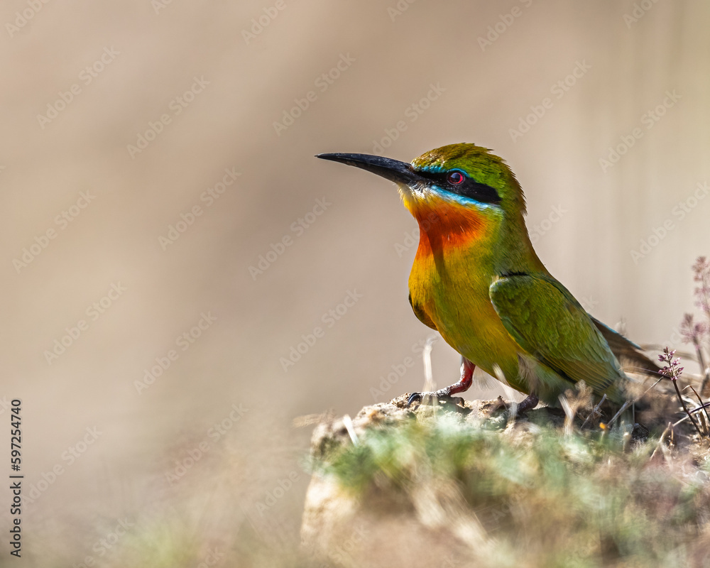 Obraz premium A Blue tail bee eater close up