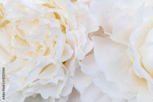 Beautiful aromatic fresh blossoming tender pink peonies texture, close up view. Romantic background © Olga Ionina