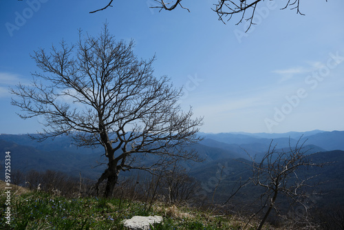 Bare silhouettes of trees in early spring without leaves. Primrose meadow in the Caucasus. Mount Peus Tuapse district southern Russia. Landscapes beautiful untouched nature. photo