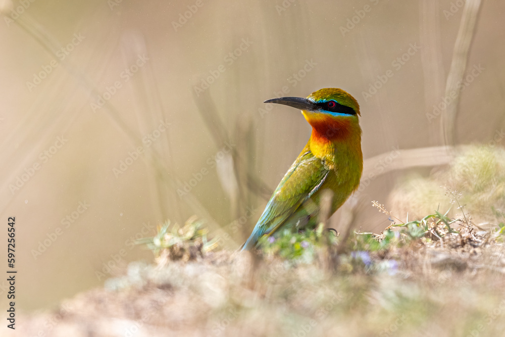 Obraz premium A Blue Tailed Bee Eater looking back