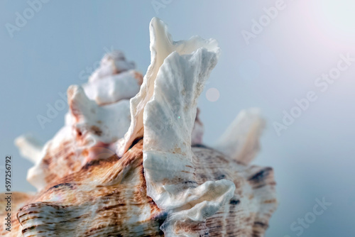 very beautiful seashell on a light background